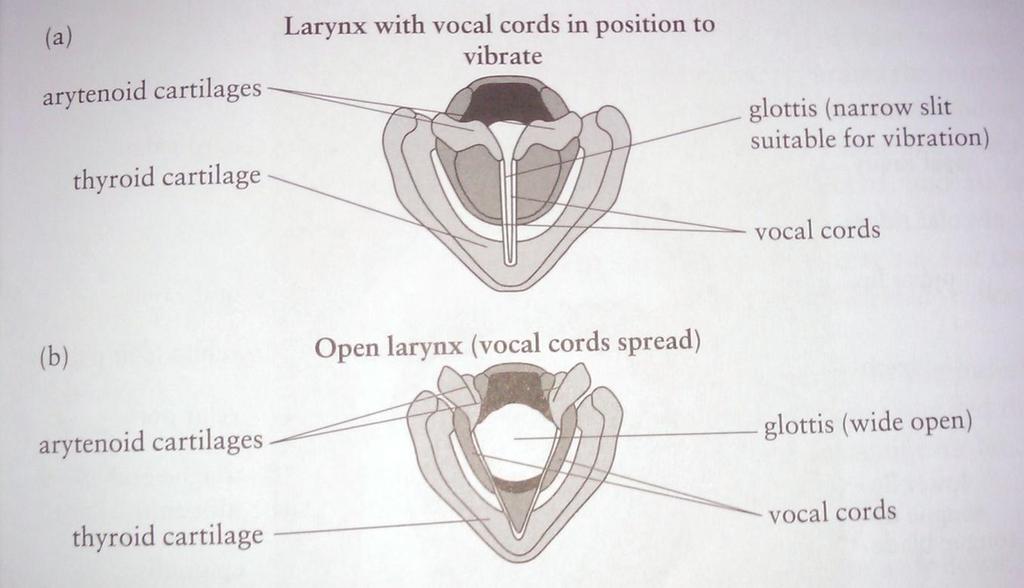 [spread glottis] [+ spread glottis] indicates that the vocal cords have been placed relatively far apart, producing
