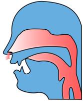But there is an important difference: The airflow escapes through the nasal cavity (hence the term nasals).