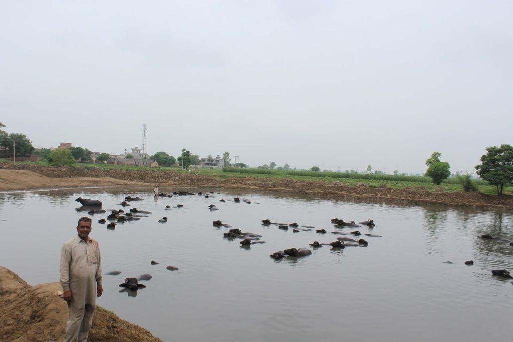 activities were taken up through shramdan A case in point is the large cattle pond,