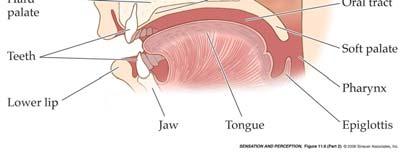 air out of lungs, through trachea, up to larynx. At larynx: Air must pass through two vocal folds.
