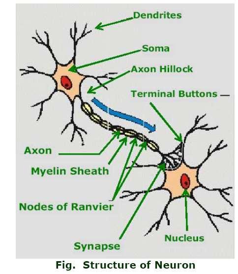 Dendrites receive activation from other neurons. Soma processes the incoming activations and converts them into output activations. Axons act as transmission lines to send activation to other neurons.
