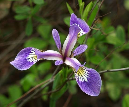 Versicolor Iris