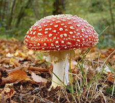and poisonous mushrooms (we ll refer to