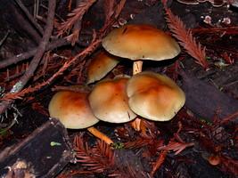 other mushrooms?
