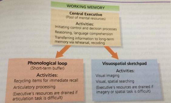 Working Memory Working memory is the workbench of the memory system, where new information is held temporarily and combined with knowledge from long-term memory in order to solve problems.