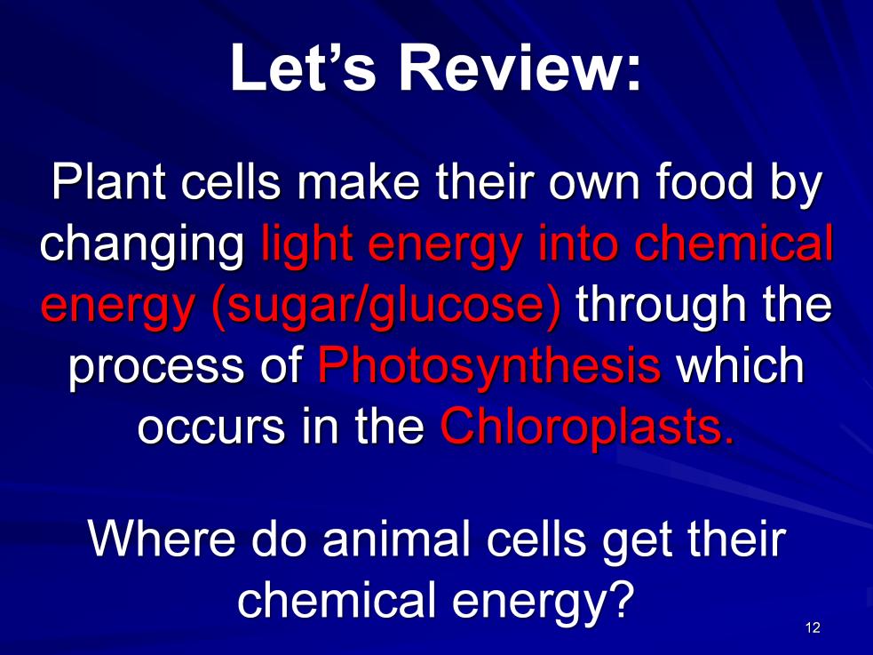 Instructional Approach(s): The teacher should present the information on the slide. Give students a chance to briefly response to the question where do animal cells get their chemical energy?