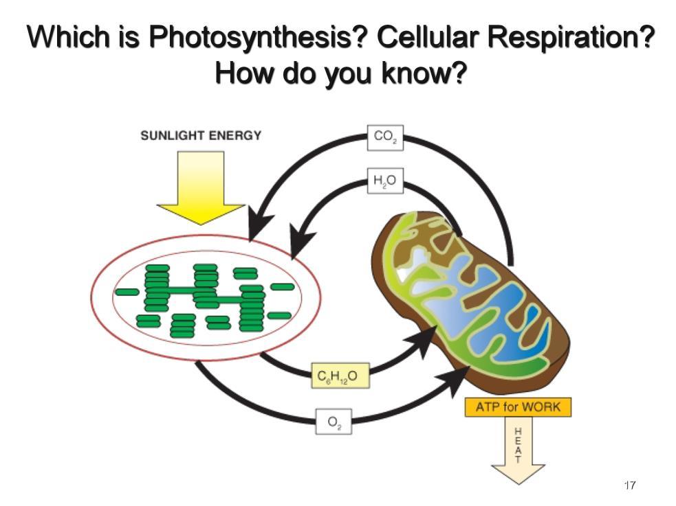 Instructional Approach(s): The teacher should present the slide and ask students to identify which is Photosynthesis and which is