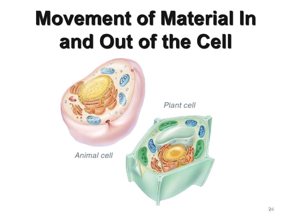 Instructional Approach(s): The teacher should indicate that so far they have been discussing how cells get the energy they need to perform daily functions.