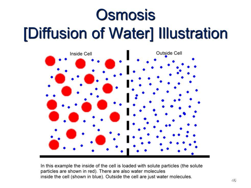 Instructional Approach(s): The teacher should show the animated illustration to demonstrate osmosis.