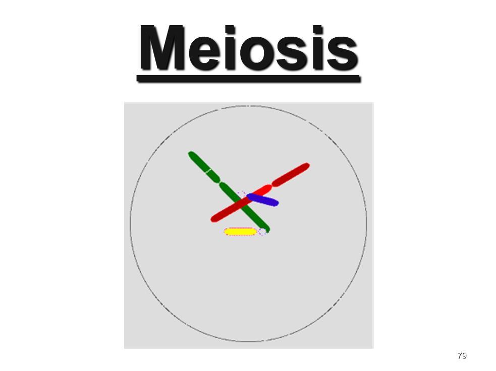 Instructional Approach(s): The animated slide shows the steps involved in meiosis.