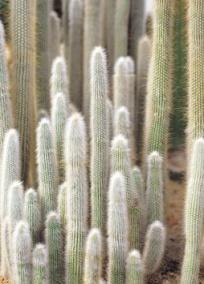 Cacti * are succulents that grow in dry places.
