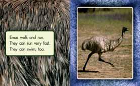 BEFORE READING 6/7 Draw the children s attention to the beak and ask them what it helps the emu do. Discuss how it uses its beak to break up the ground to look for food under the surface.