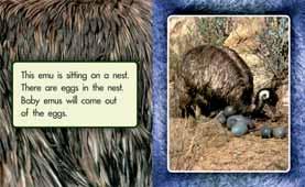 AFTER READING BEFORE READING AFTER READING BEFORE READING 10/11 12/13 Ask the children to look at this picture and guess what emus might eat.
