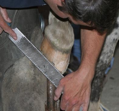 In Equine Science, students will learn and apply safe procedures as they relate to basic grooming, hoof care, saddling and elementary veterinary care.