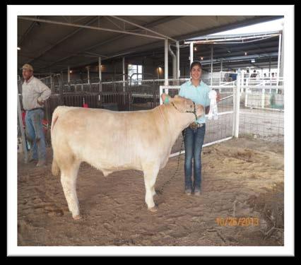 Reserve Grand Champion on October 26, 2013 at the 2 nd Annual Buckaroo Showdown in Freer, Texas.