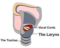 The Larynx and
