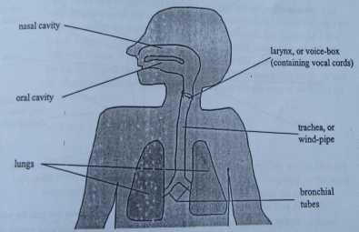 Figure 5-1 The air itself comes from the lungs; and from the air that we push out through our speech organs these organs are all in or around our oral and nasal cavities.