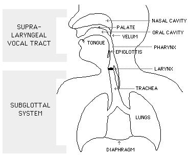 Speech Production Mechanism The nasal tract begins at the velum and ends at the nostrilss When the velum is