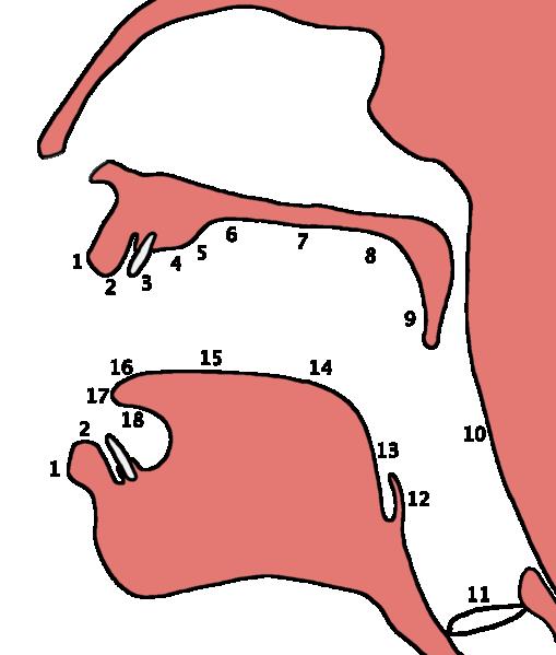 place of articulation places of articulation 2 2 bilabial (p) 2 3 labiodental (f) 16 2 linguo-labial 16 3 interdental (AmE th T) 17 3 apical dental (BrE th T) 16 3/4 (laminal) denti-alveolar 17 4