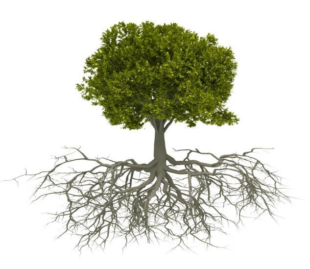 Significance of the root