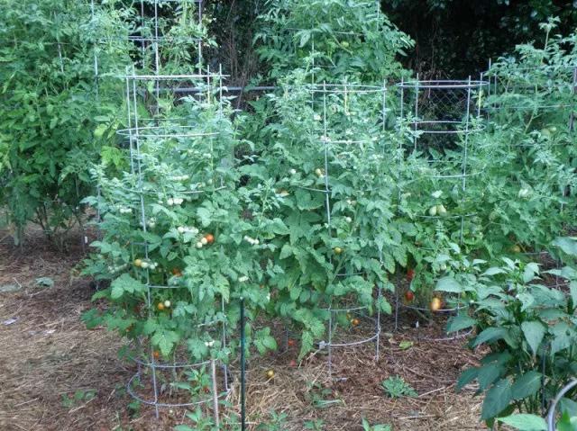 Extension News Yard and Garden: Growing Tomatoes Tomatoes, available in a variety of sizes, shapes and colors, are the most popular vegetable in the home garden.