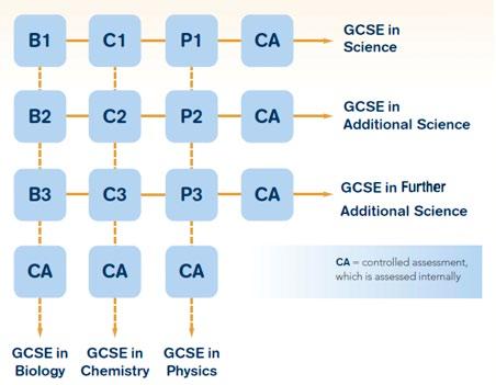 What GCSEs can I study for? It s probably best to look at a diagram of how the sciences are organised at GCSE so that you know what you ll be studying and which exams you ll have to take.