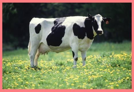 It's a cow! Did you know that a cow makes more than 20 gallons of milk each day? That's more than 300 glasses of milk in one day! What would we do without cows? Cows give us milk to drink.