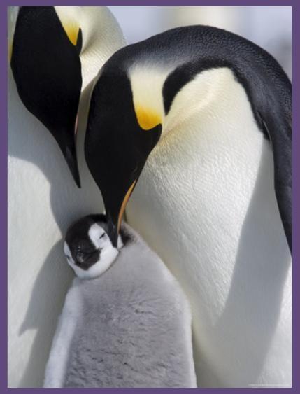 It's a penguin! Did you know that penguins cannot fly? Their wings are flippers that they use them to swim, not fly.