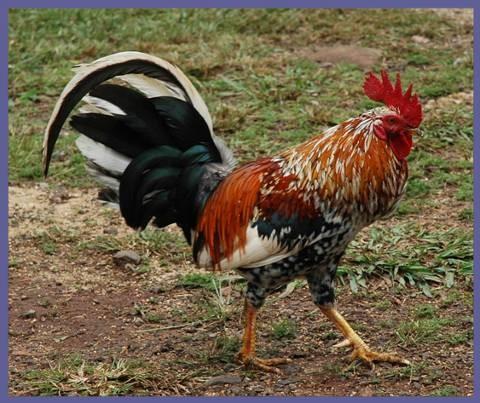 It's a rooster! Did you know that a rooster or chicken chickens can live for a short time with its head cut off? It's true! The rooster or chicken stays alive until its brain system stops working.