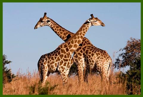 A Giraffe! Did you know that the giraffe is the tallest land animal? The tallest known giraffe was 19 feet tall! A giraffe can weigh as much as a pickup truck! That's about 3000 pounds!