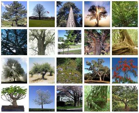 ImageNet dataset Very challenging object recognition dataset Millions of labeled highresolution images