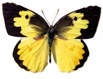 Show a picture of a butterfly. Ask the children to say its name. Say that butterflies are insects. Write the word insect on the board and stick the picture of the butterfly underneath.