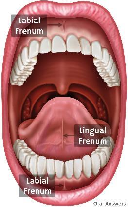 No more than 35mm from incisal edges to top of model.