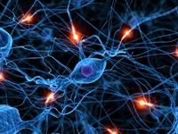 Artificial Neural Networks Neurons in the