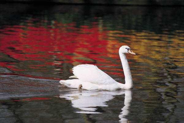 The Black Swan Before the discovery of Australia, people of the old world were convinced that all swans were white It illustrates a severe limitation to our learning from observation or
