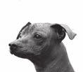 It was in these conditions that xoloitzcuintle (pronounced show-low-eats-queent-lay ), the first all-american breed of dog, appeared.