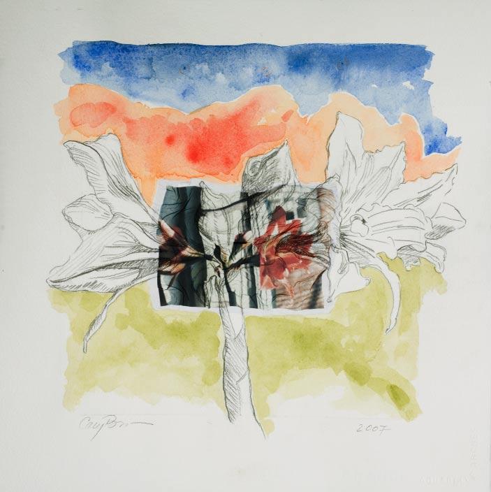 Cary Brown Amaryllis, 2007 Polaroid emulsion lift and watercolor on paper Image the artist Courtesy of the artist and