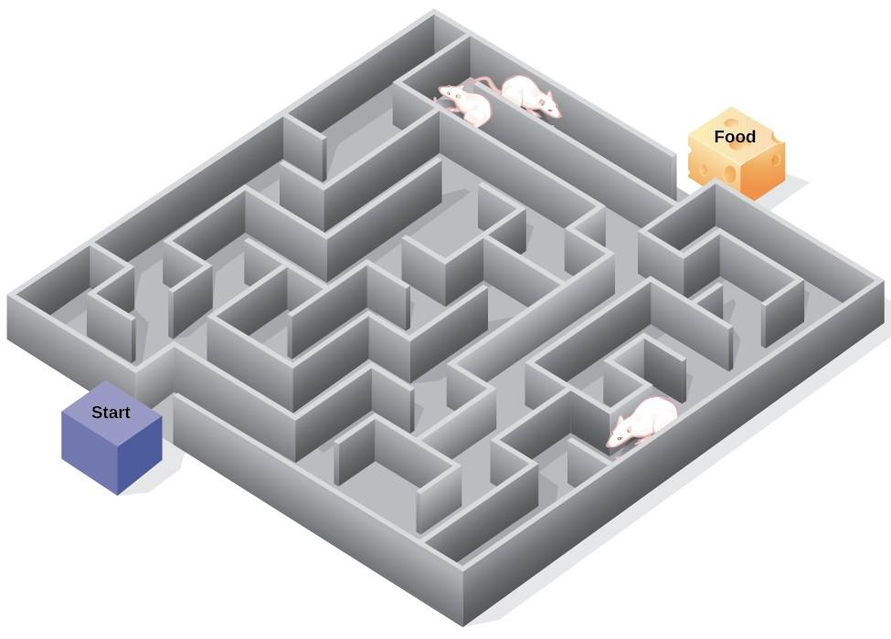 Example: rat in a maze Move left/right/up/down Agent Observe