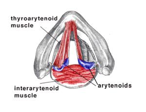 Glottis (in larynx)» Glottis is the space between vocal folds» From the speech production viewpoint, the role of larynx is to turn the silent flow of air from the lungs into audible sound» The