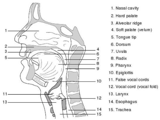 opens nose cavity for m, n, ng [ ] cavity closes off larynx
