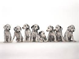 Subjects Subjects can be single nouns: The eight Dalmatians stood in line quietly. Steven forgot his coffee cup on the roof of the car.