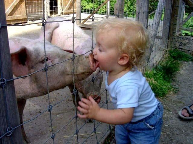 How Swine