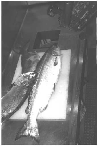 An Example Problem Sorting incoming fish on a conveyor belt according