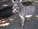 Donkey anaphora (1) a. *Every farmer who owns every donkey i be