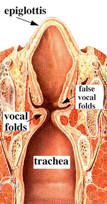 Cross section of the larynx Larynx: the source of most speech Vocal cords (folds): the two folds of