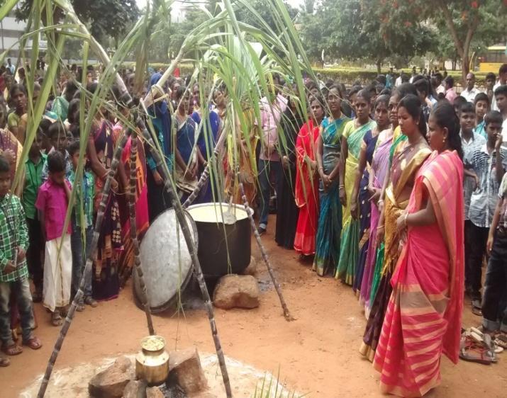 The Harvest Festival Pongal was celebrated on 12.01.