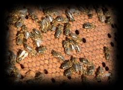 October 2017 BGES Leadership Beekeepers Guild of the Eastern Shore The Shore Swarm Newsletter George Brown --president. Ann Snyder-vice-president.