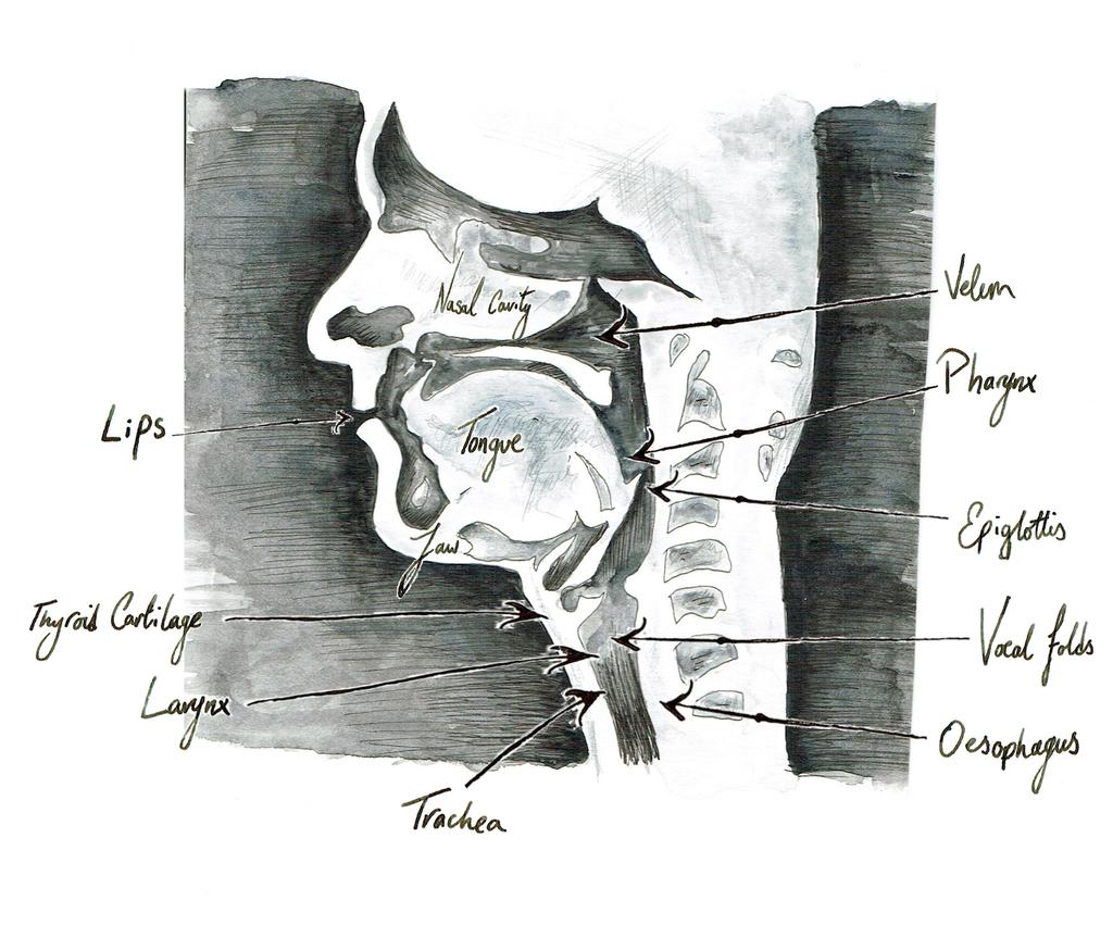 Fig. 1. Mid-Sagittal View of the Human Vocal Apparatus of phonetic quality is reduced.