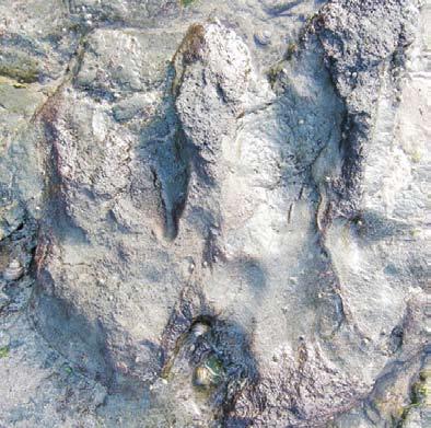 international science news for detecting the first carnivorous dinosaur tracks at a site in Victoria, Australia. He attributes the discovery to his passion for tracking modernday animals.