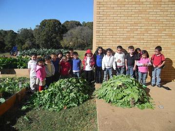 Turnip Greens and Mustard Greens have been harvested